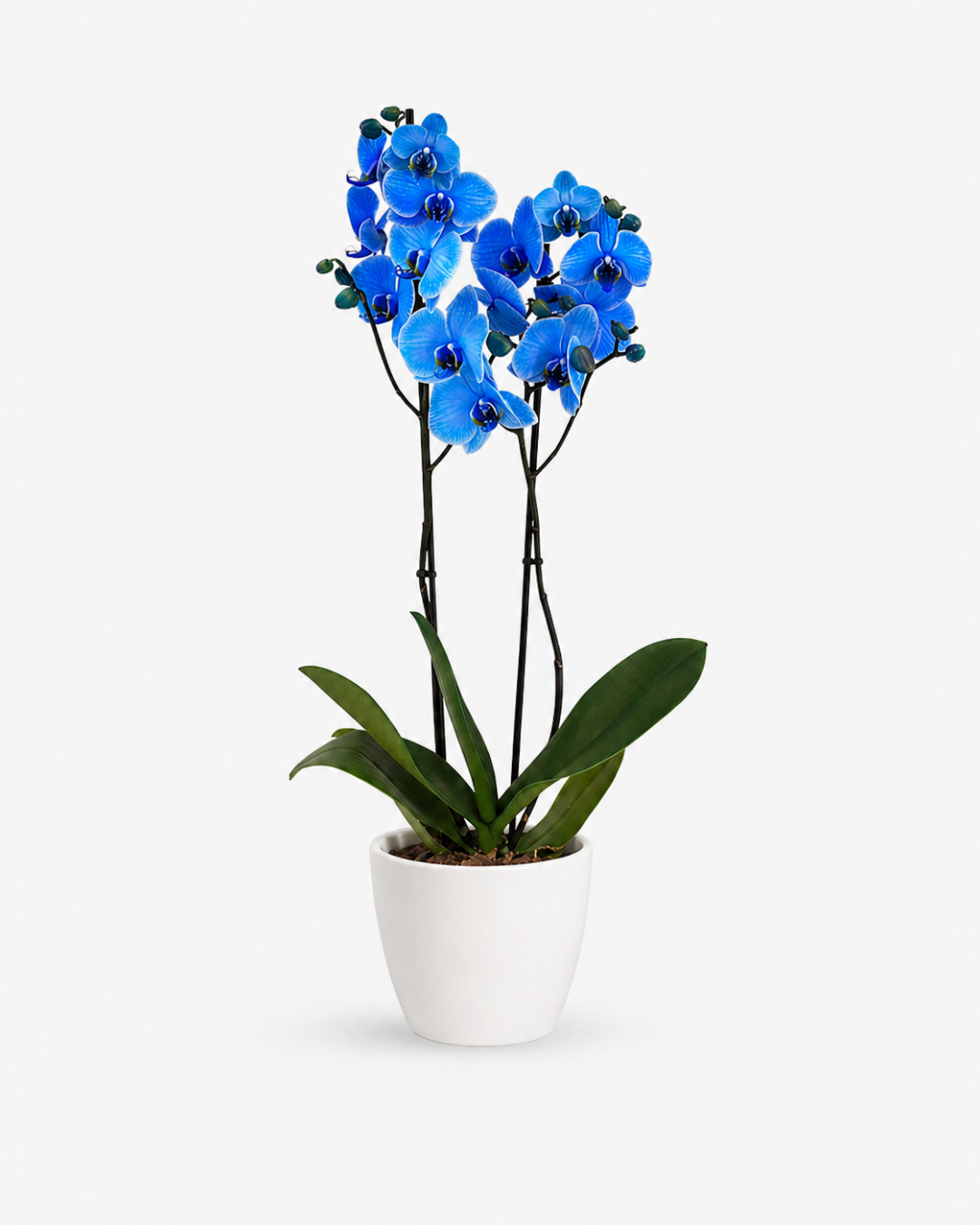 Orquídea Phalaenopsis Azul
