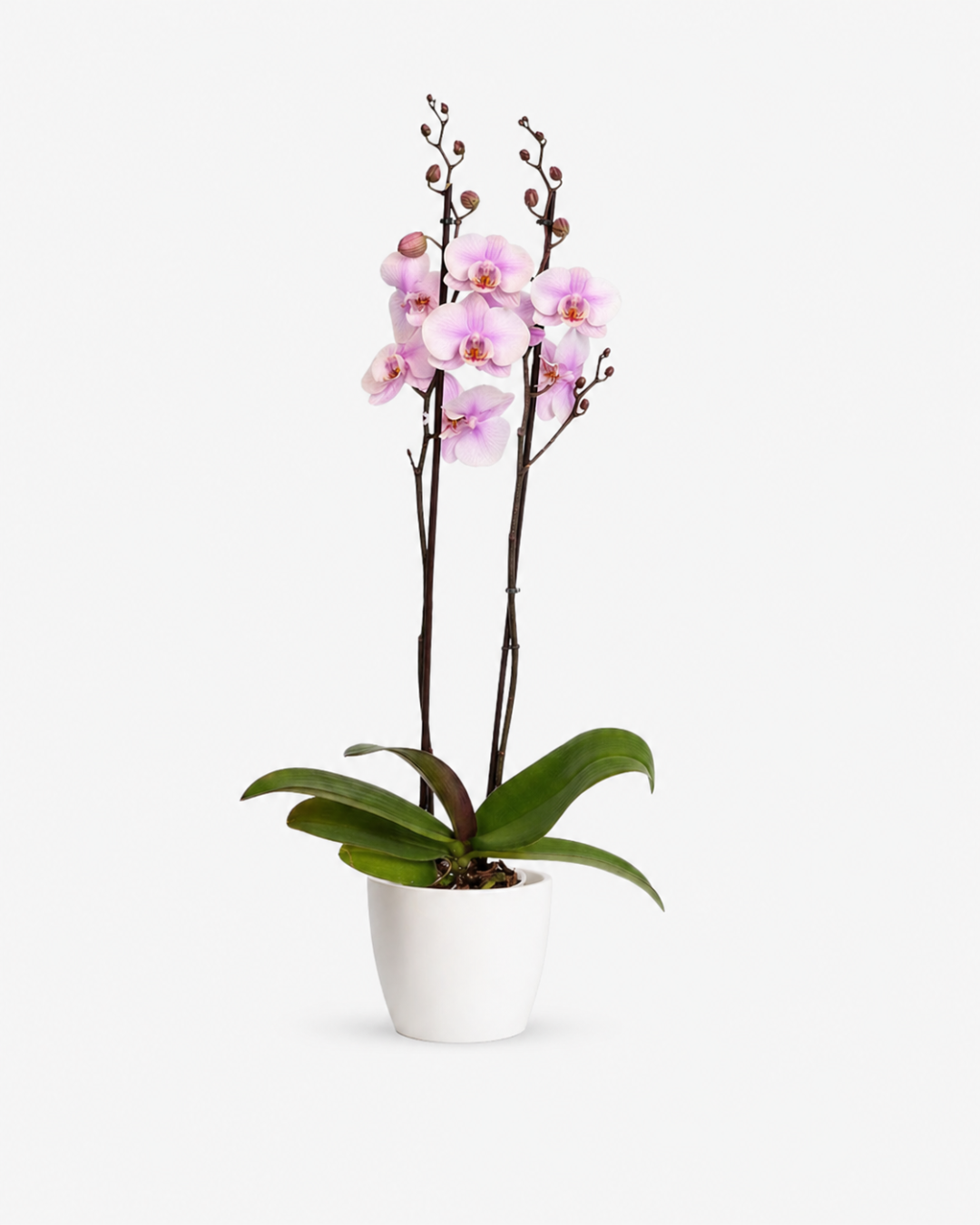 Orquídea Phalaenopsis Rosa