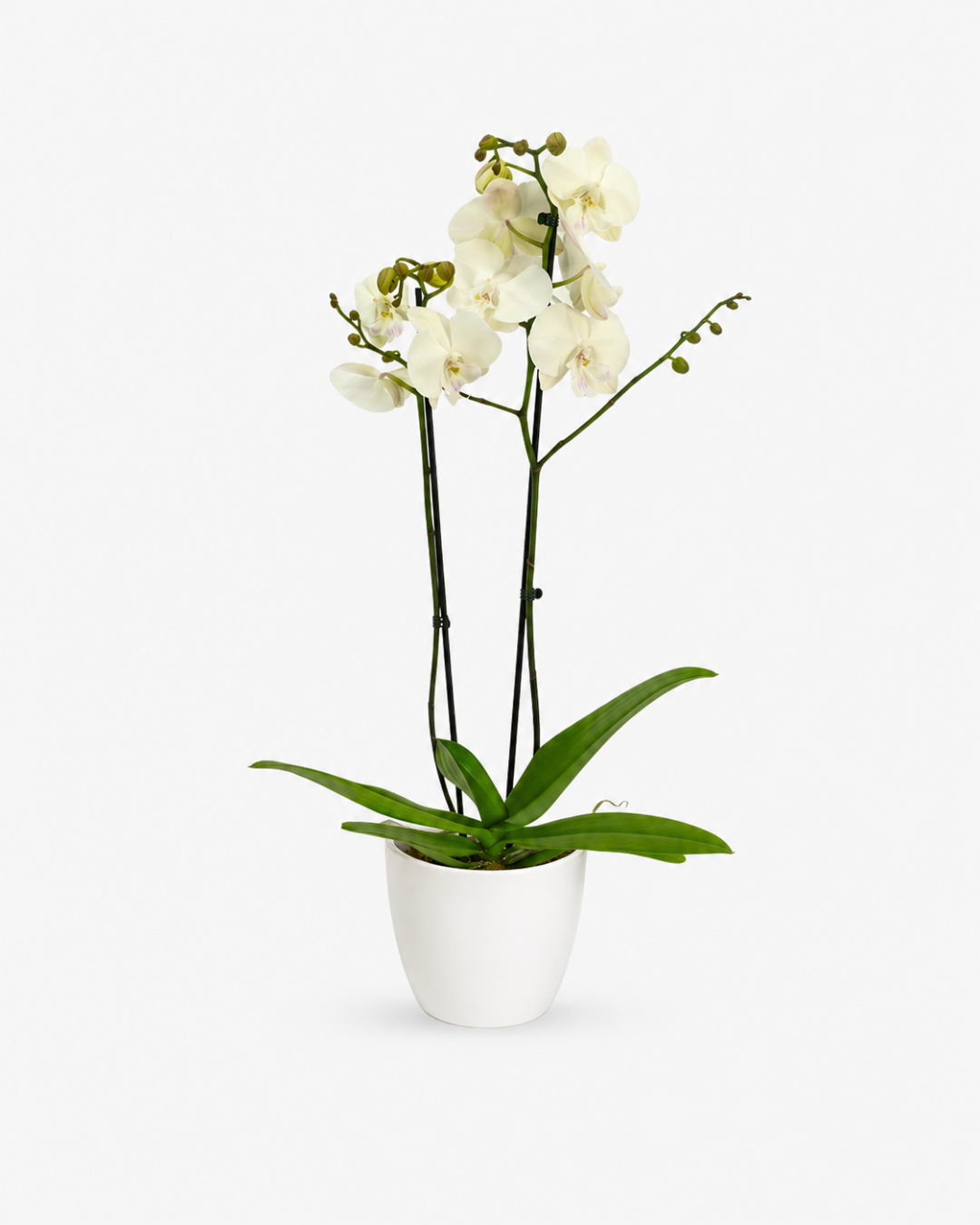 Orquídea Phalaenopsis Branca