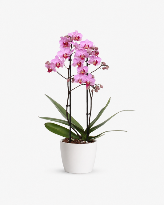 Orquídea Phalaenopsis Rosa